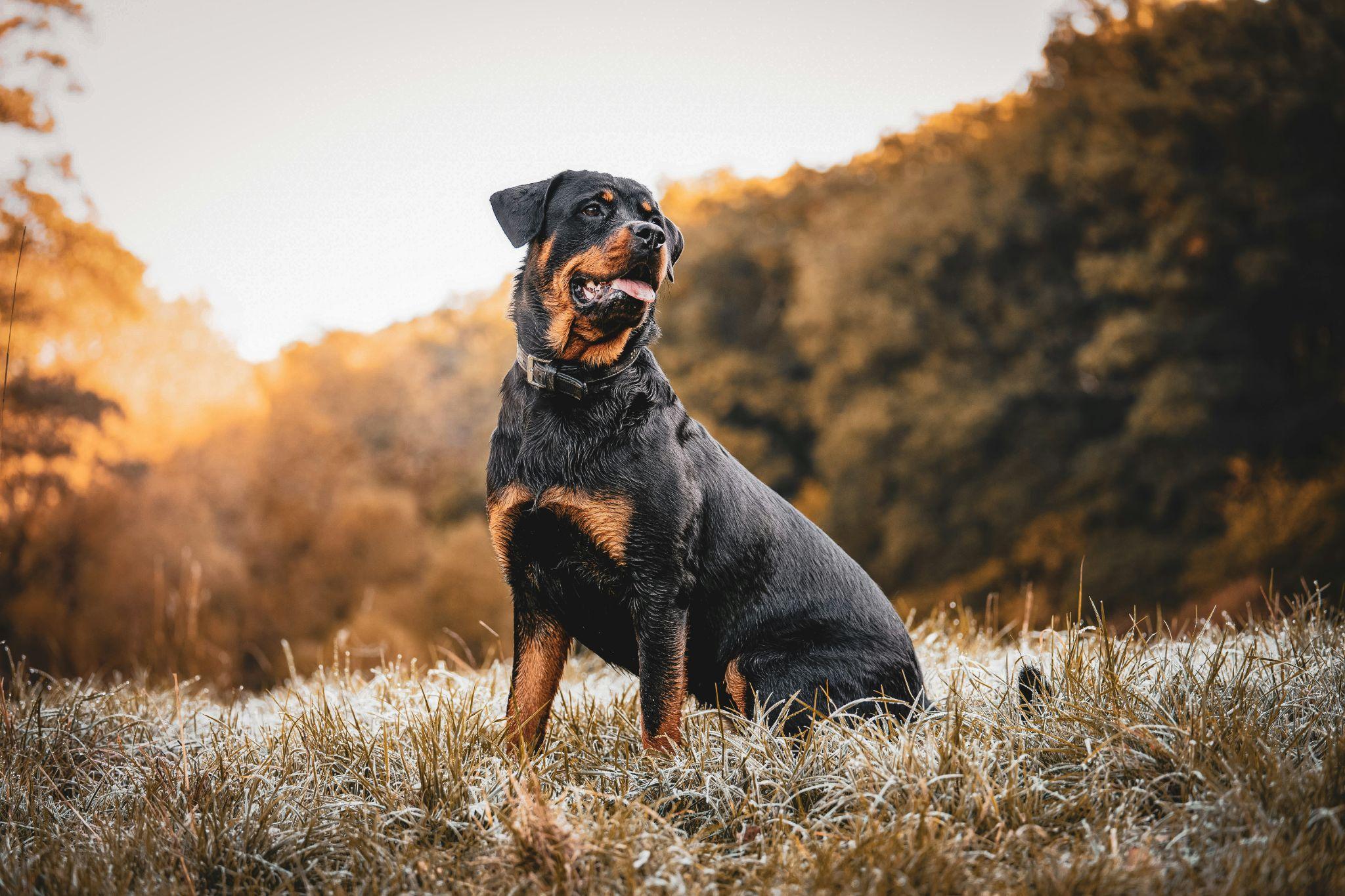 What Should You Name a Rottweiler? Start With the Dog, Not the Breed